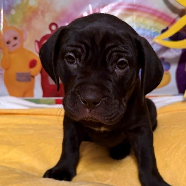 Photo of LaeLae, adoptable Rottweiler / Terrier, Pit Bull in Normal, Illinois