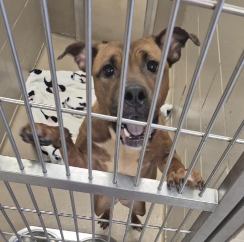 Photo of Mopsy, adoptable Pit Bull Terrier in Decatur, Illinois