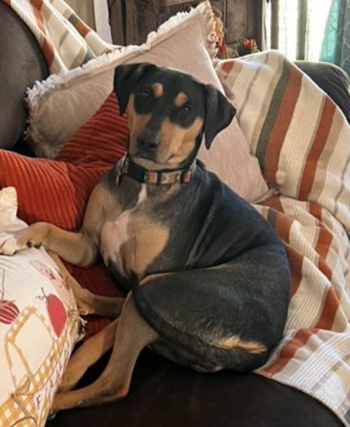 Photo of Luna, adoptable Shepherd in Lee's Summit, Missouri