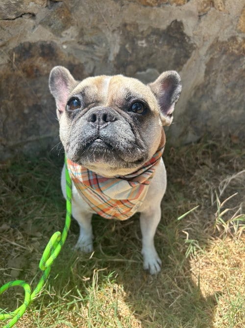 Photo of Petunia, adoptable French Bulldog in San Diego, California