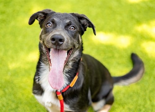 Photo of Sky, adoptable German Shepherd Dog in San Jose, California
