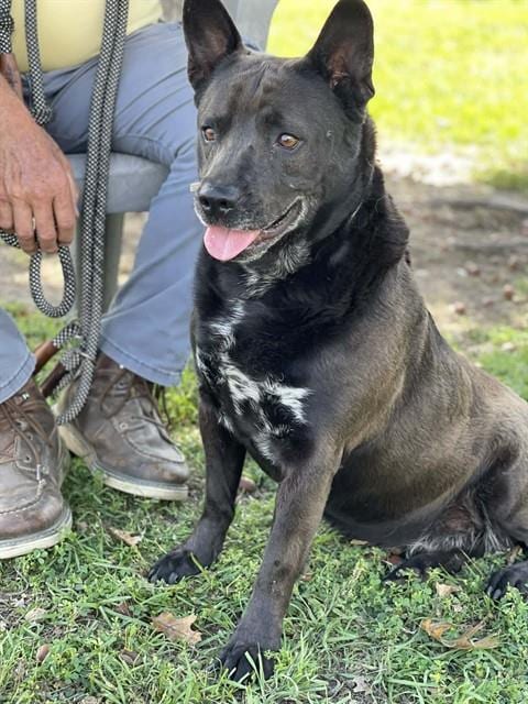 Photo of Dumbo, adoptable Australian Cattle Dog/Blue Heeler in Conroe, Texas
