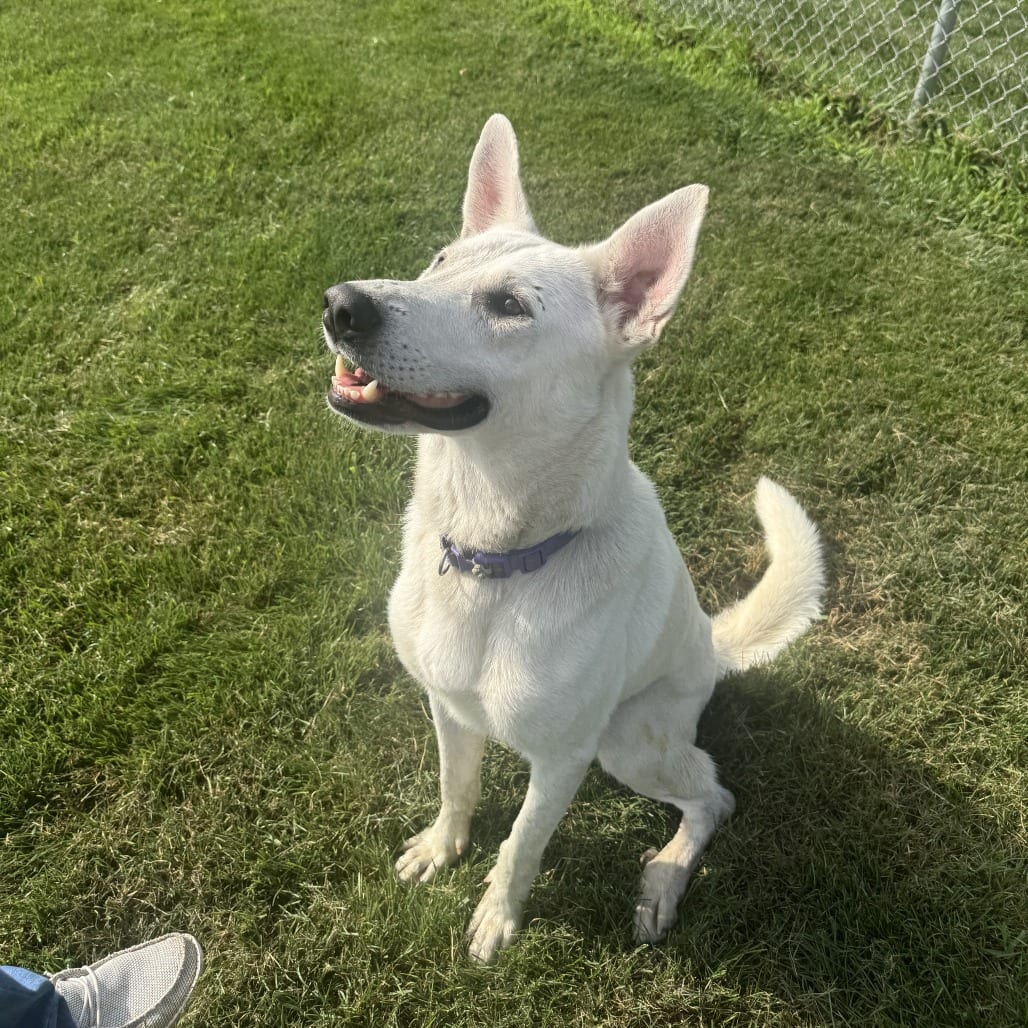 Photo of Yeti, adoptable Shepherd, White German in Iowa and surrounding states, Iowa