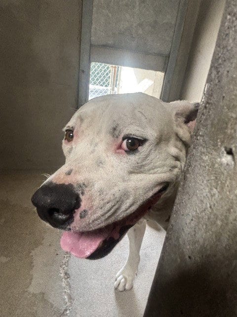 Photo of Daniel, adoptable Pit Bull Terrier in San Bernardino, California