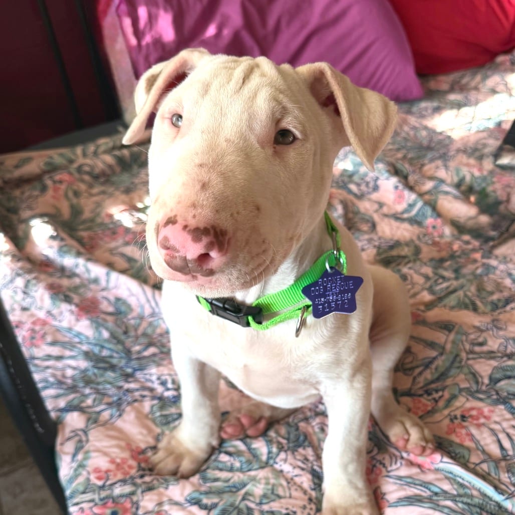 Photo of Moonpie, adoptable Terrier, Bull in San Francisco, California
