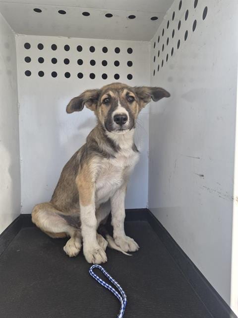 Photo of A170408, adoptable German Shepherd Dog in Bakersfield, California