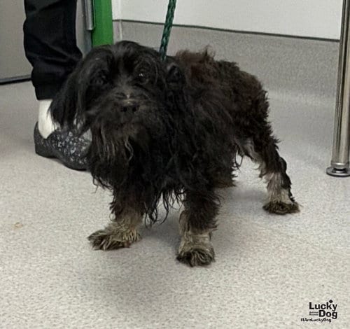 Photo of Frosty, adoptable Poodle (Miniature) in Washington, District of Columbia