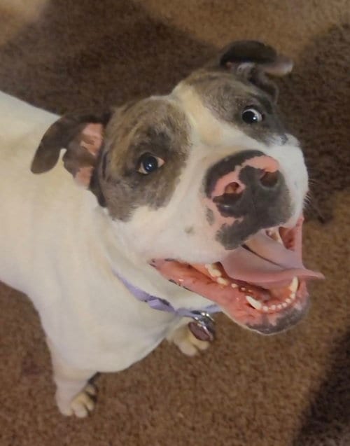 Photo of Maui, adoptable American Pit Bull Terrier in St. Peters, Missouri