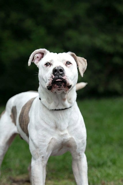 Photo of Zeke, adoptable American Bulldog in Belleville, Illinois