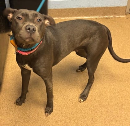 Photo of Odilia, adoptable dog in Chamblee, Georgia