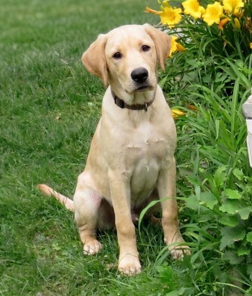 Photo of Cooper, adoptable Labrador Retriever in Grovertown, Indiana