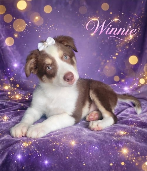 Photo of Winnie, adoptable Australian Shepherd in Newark, Delaware
