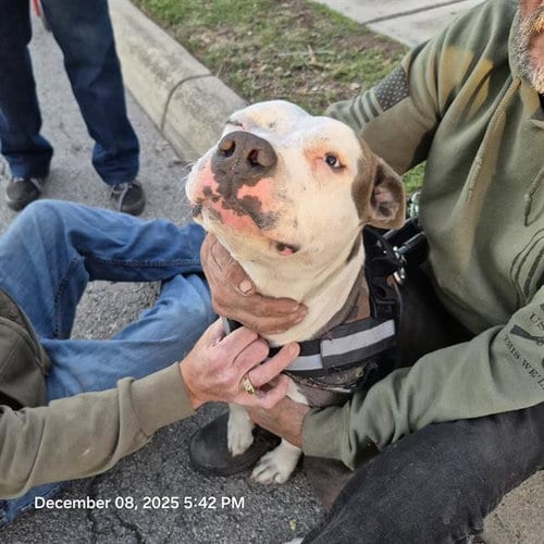 Photo of Bruno, adoptable American Staffordshire Terrier in San Antonio, Texas