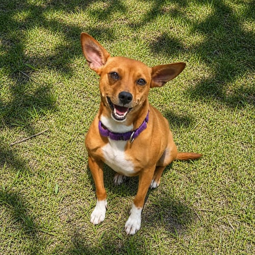 Photo of Ellen, adoptable Chihuahua in Newfield, New Jersey