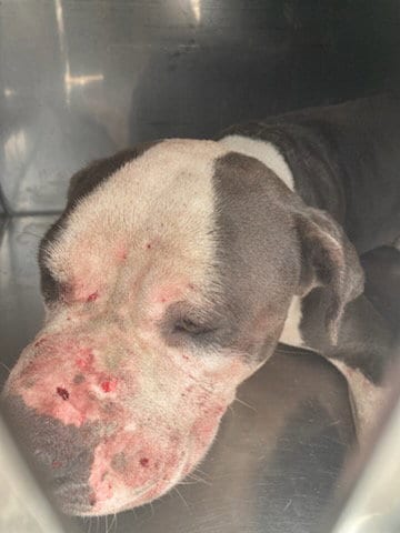 Photo of Blue, adoptable Pit Bull Terrier in Dallas, Texas