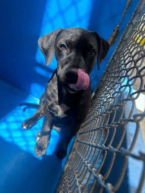 Photo of A171256, adoptable Labrador Retriever in Bakersfield, California