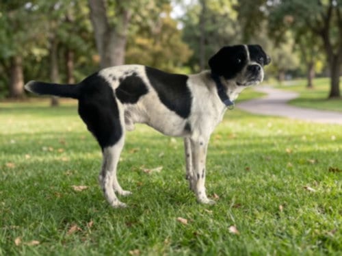 Photo of Pixel, adoptable Chihuahua in San Pedro, California