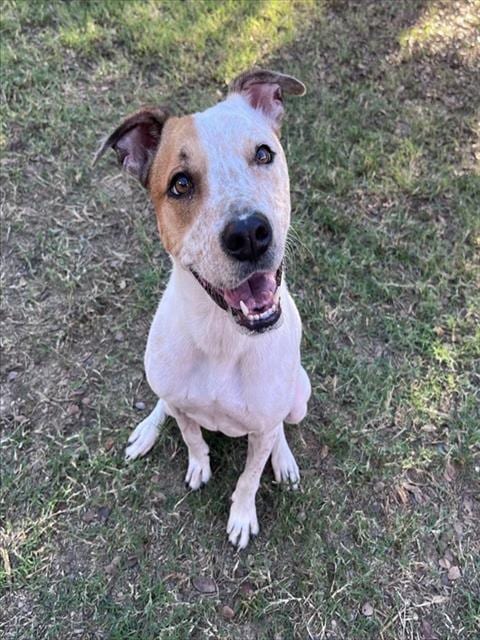 Photo of Arturo, adoptable Australian Cattle Dog/Blue Heeler in Plano, Texas