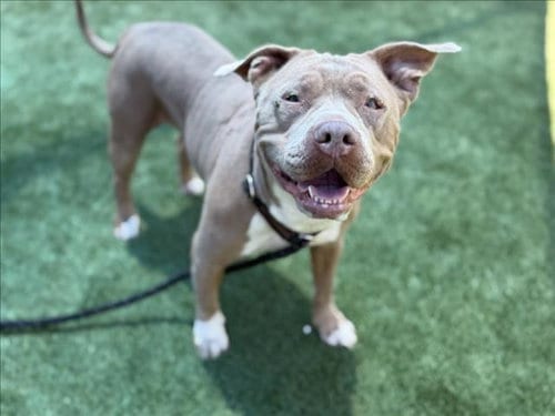 Photo of Toots, adoptable Pit Bull Terrier in Los Angeles, California