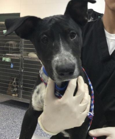 Photo of Waffle, adoptable Australian Cattle Dog/Blue Heeler in Riverside, California