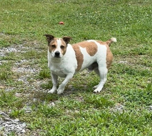 Photo of Isabelle, adoptable Jack Russell Terrier in Columbia, Tennessee