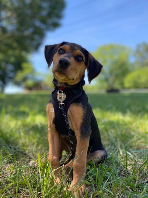 Photo of Pasta, adoptable Black and Tan Coonhound in Forest, Virginia
