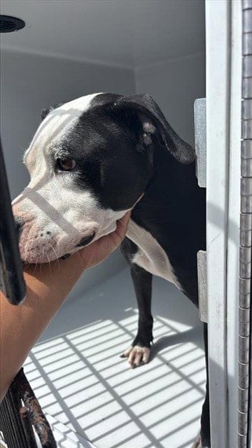 Photo of A662874, adoptable Pit Bull Terrier in Houston, Texas