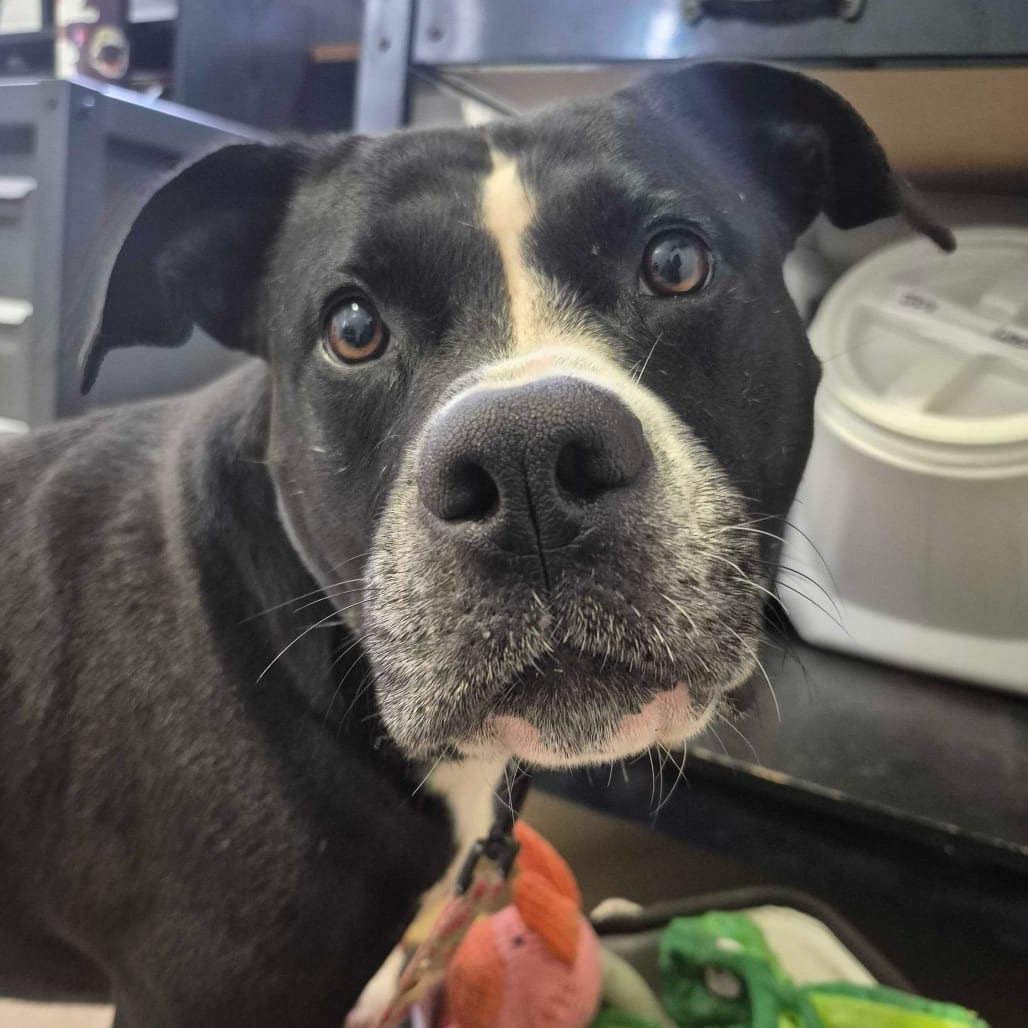 Photo of Luna, adoptable Boxer / Mixed Breed (Medium) in Fairfax Station, Virginia