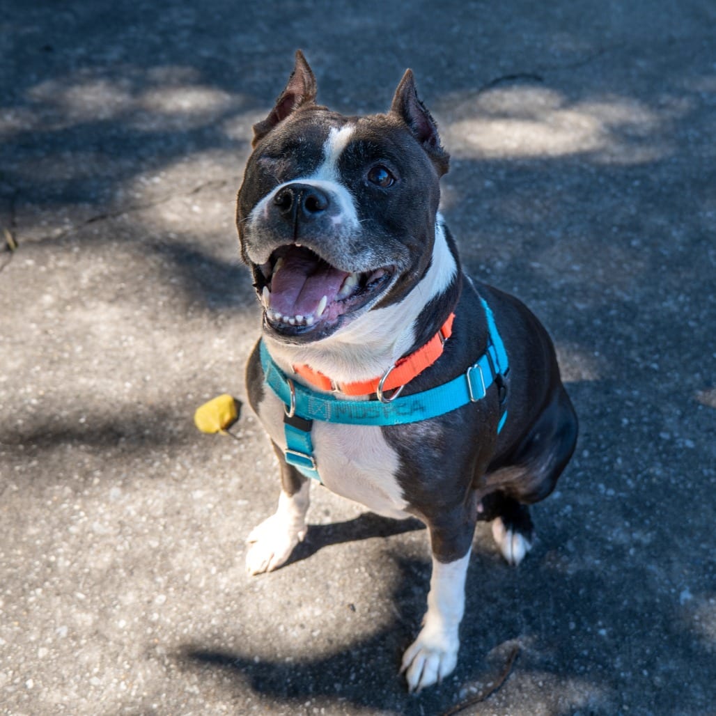 Photo of Quintara, adoptable Terrier, American Pit Bull in Baltimore, Maryland