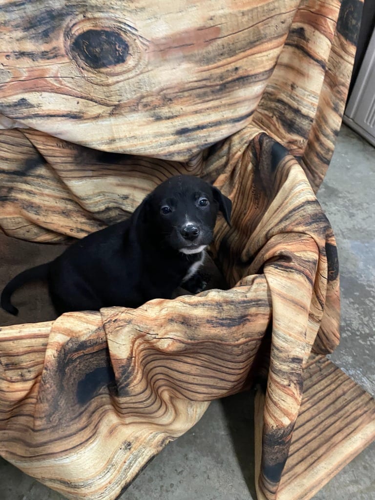 Photo of Tim, adoptable Mixed Breed in Minot, North Dakota
