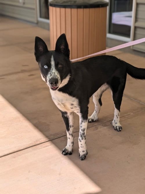 Photo of Karomi, adoptable Border Collie in Salinas, California