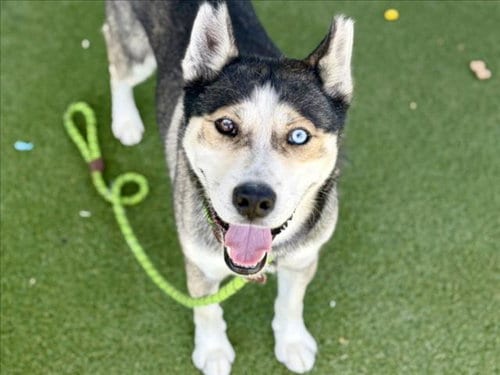 Photo of Tito, adoptable Siberian Husky in Los Angeles, California