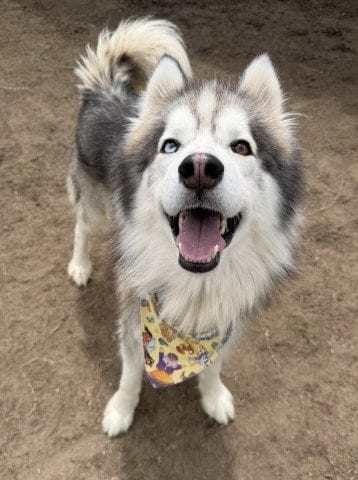 Photo of Gandalf The Grey, adoptable Siberian Husky in Bakersfield, California