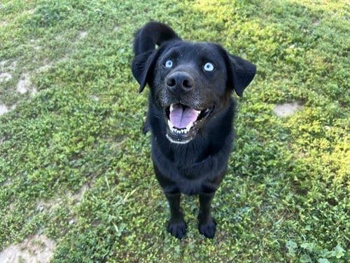Photo of Oso, adoptable Labrador Retriever in Ojai, California