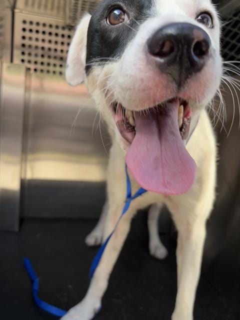 Photo of Roscoe, adoptable Labrador Retriever in Grand Prairie, Texas