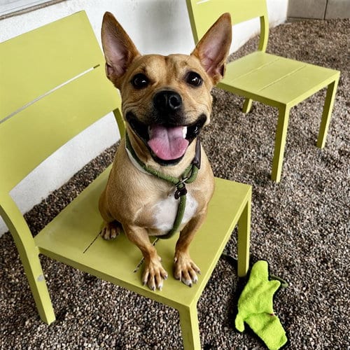 Photo of Badger, adoptable American Pit Bull Terrier in Mesa, Arizona