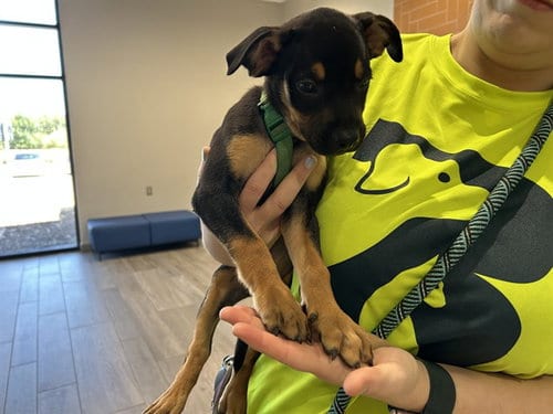 Photo of Maximus, adoptable Rottweiler in Garland, Texas