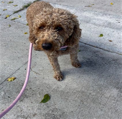 Photo of Chacho, adoptable Poodle (Standard) in Miami, Florida