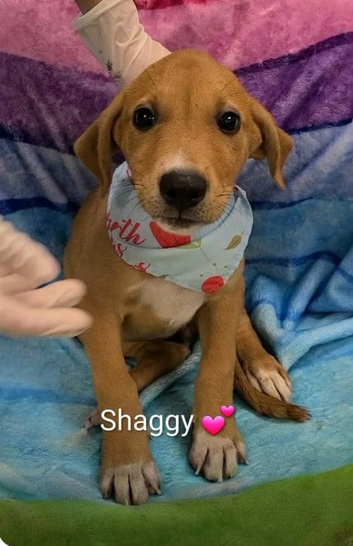 Photo of Shaggy (NY-Shari), adoptable Labrador Retriever in SHERBURNE, New York