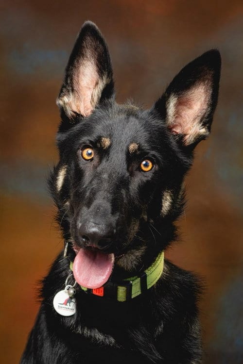 Photo of Otti, adoptable German Shepherd Dog in West Sacramento, California