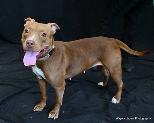 Photo of Juliet, adoptable Staffordshire Bull Terrier in Ocala, Florida