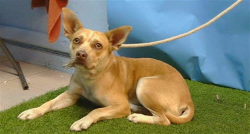 Photo of Daisy, adoptable Pit Bull Terrier in Gardena, California