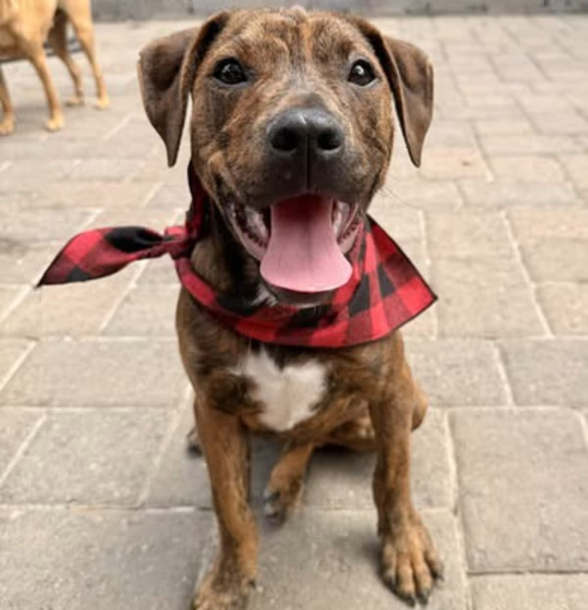 Photo of Porter, adoptable Labrador Retriever Doberman Pinscher in Salem, Oregon