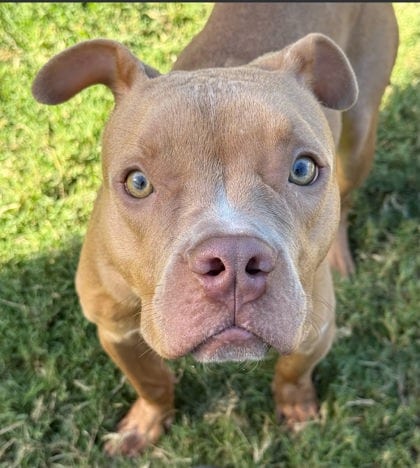 Photo of Tanzania, adoptable dog in Atlanta, Georgia