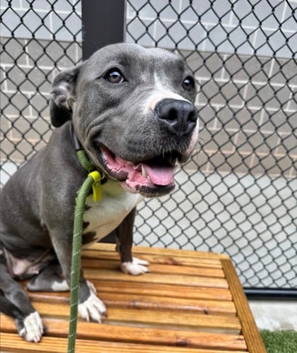 Photo of Rena, adoptable dog in Atlanta, Georgia
