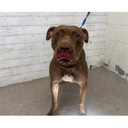 Photo of Mia, adoptable American Pit Bull Terrier in San Bernardino, California