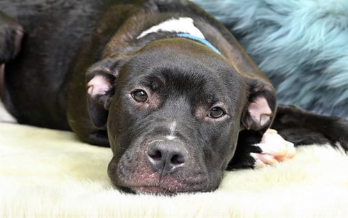 Photo of Charming, adoptable Labrador Retriever in Ft Lauderdale, Florida