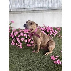 Photo of Rosie, adoptable Terrier (Unknown Type, Medium) in Doral, Florida