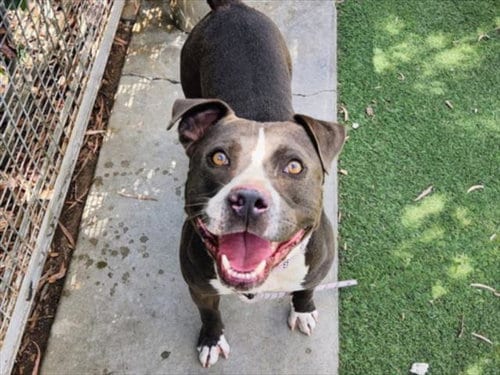 Photo of Rocko, adoptable Pit Bull Terrier in San Pedro, California