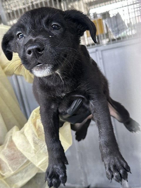 Photo of Remy, adoptable Pit Bull Terrier in San Bernardino, California